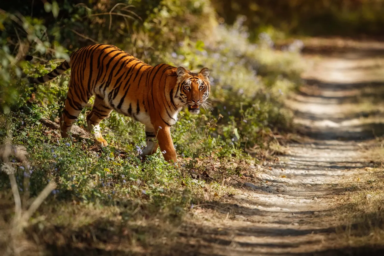 National Park Permits in Nepal