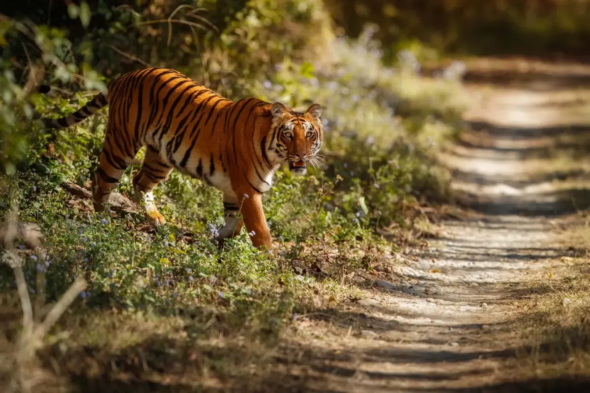 National Park Permits in Nepal